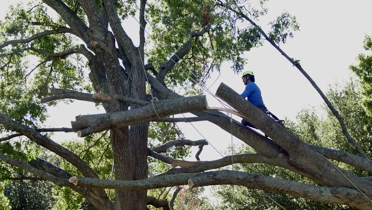 Professional Crown Thinning performed by certified arborists in Vinton
