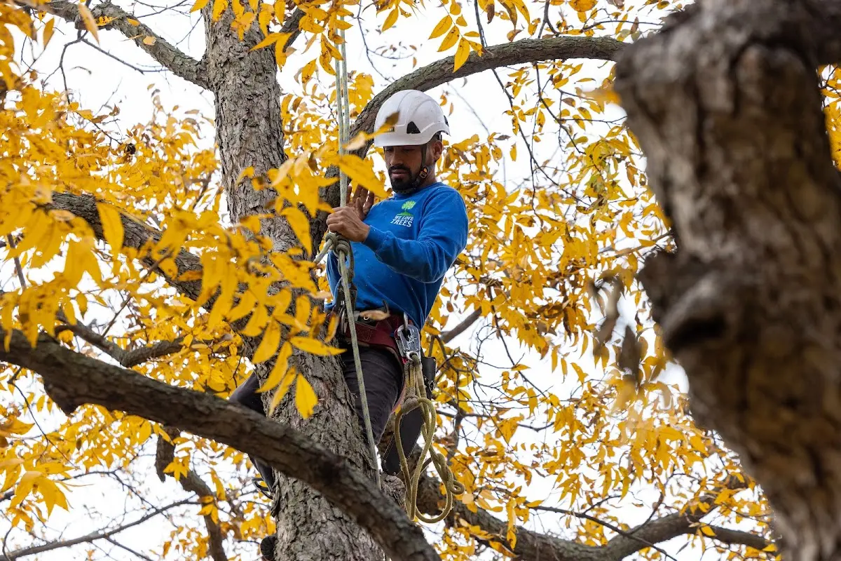 Skilled Tree Pruning crew working in Vinton