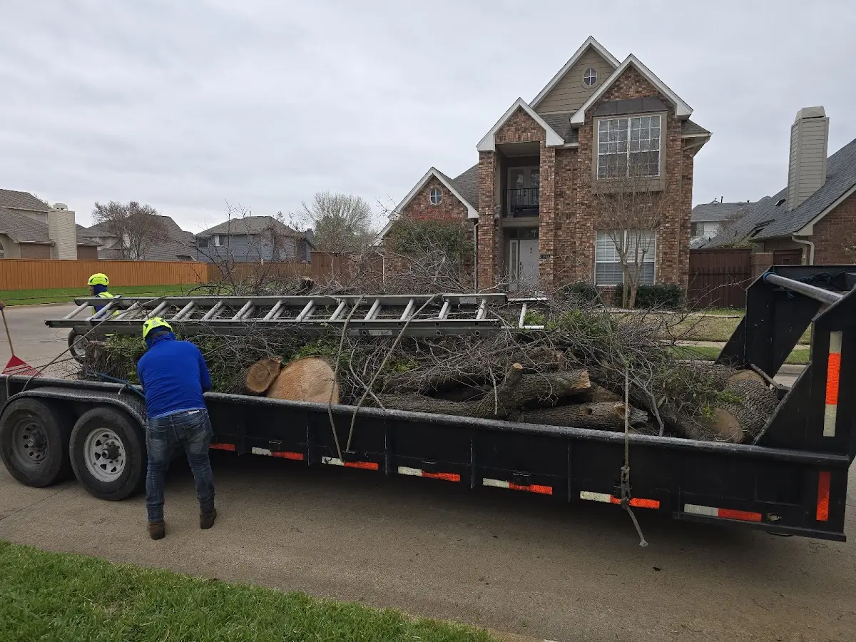 Expert Deadwooding with proper safety equipment in Vinton